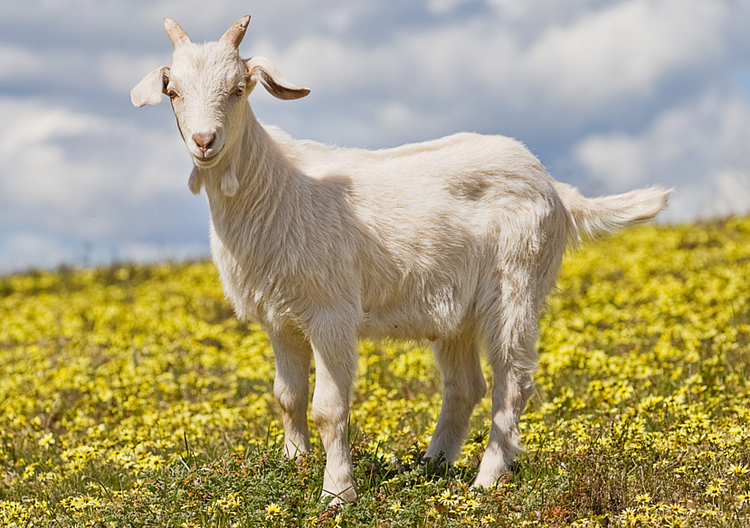 Eat the Goat, or: A Guide to Goatober in Brooklyn