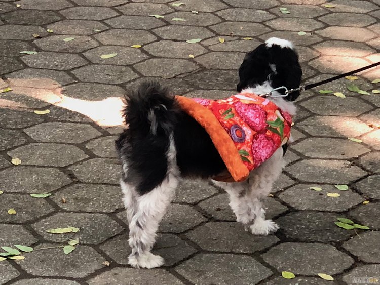 NYC Pizza Run 2018 | Best costume here