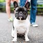 Lilo, French Bulldog (18 m/o), Central Park, New York, NY • "If you're a single guy, she's the best accessory." http://t.co/Etp93KsSlz