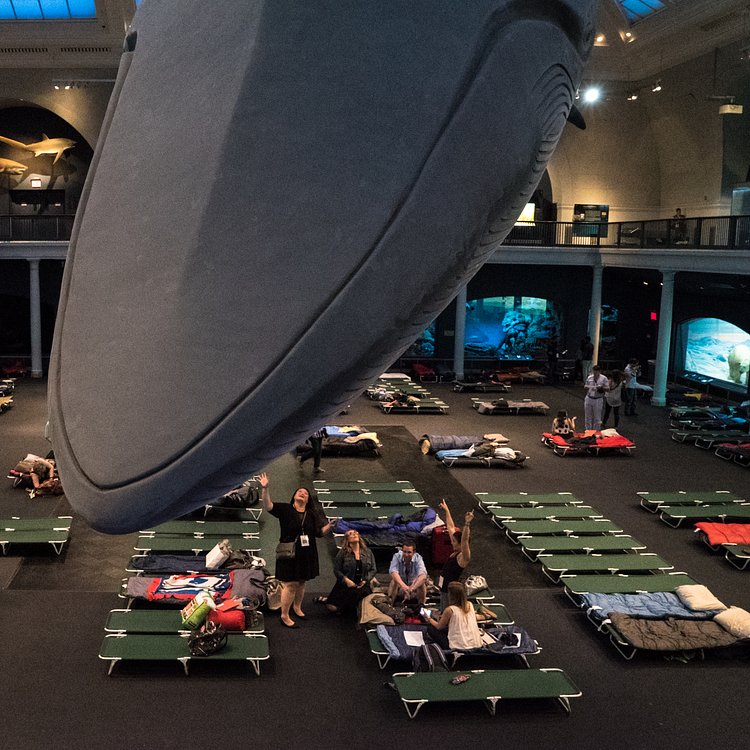 Museum of Natural History - Sleepover for Grownups -  Under the Whale