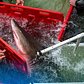 How Do You Move a Shark? It's Complicated  | NYT