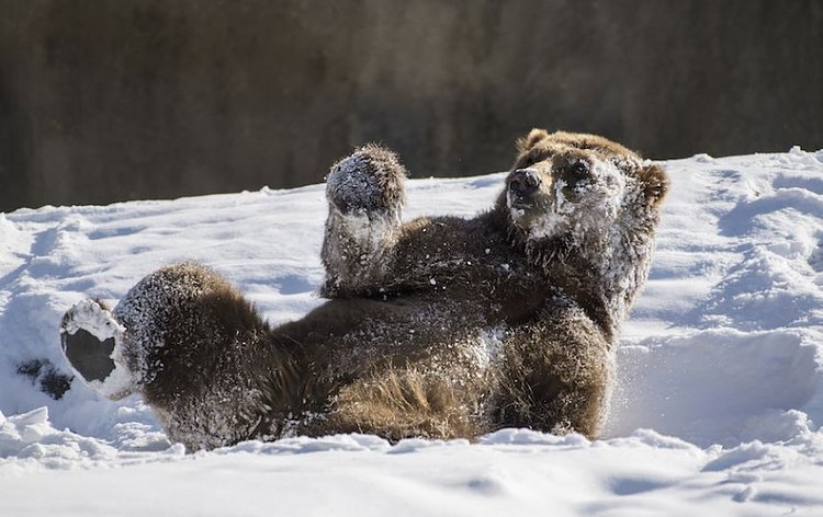 Snow-loving bear
