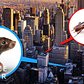 A New York City Exterminator Tells Us The Places He'd Never Live