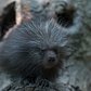 North American Porcupine Born at WCS’s Bronx Zoo