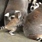 Watch baby lemur play at the Staten Island Zoo