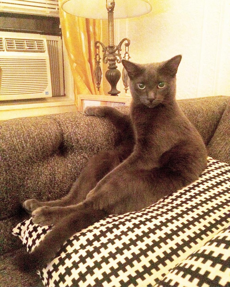 "Oh, hi. I didn't see you there. Come. Have a seat. Pour yourself a glass of Chardonnay and we'll watch bird videos together, maybe see where the night takes us..."