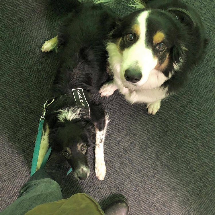 Last night’s over-night on GI. Doggos patiently (not) waiting for me to prepare my coffee so we can go on patrol. They love the (nearly) full moon.