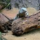 Blue Iguana Exhibit | Bronx Zoo