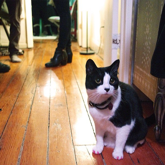 "I fucking hate parties." - Mimi, Williamsburg 
#felinesofnewyork #humansofnewyork