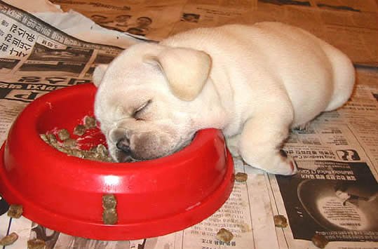 Food Coma