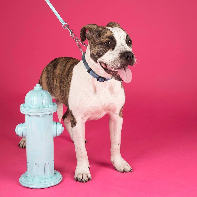 “Does this blue bring out the color of my eyes?” ✨ Come see us at Human’s Best Friends. Tickets on sale now! 🐾 📸: Jaxson from Rescue Dogs Rescue Soldiers 🐾