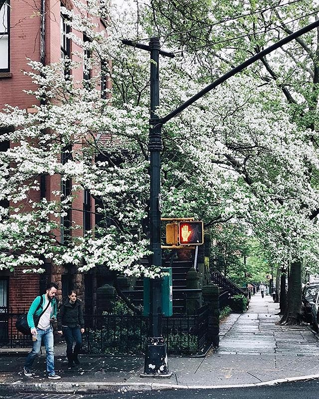 Brooklyn. Photo via @melliekr #viewingnyc