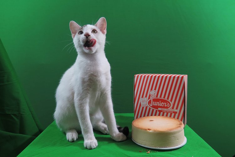 Have a snack (while petting a kitten).