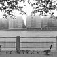 Roosevelt Island duck family strolls East River Promenade on a foggy morning today