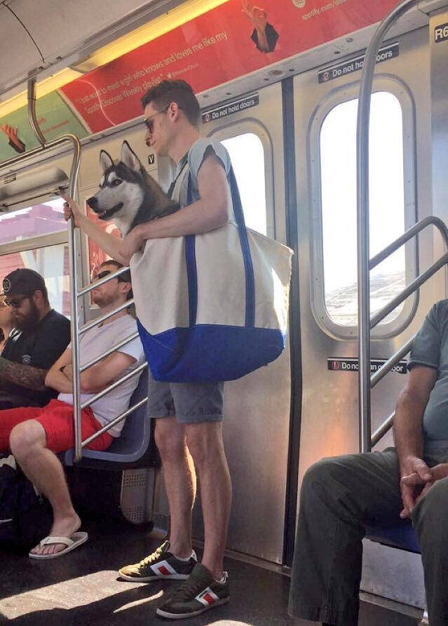 Only in New York a person would put a huge dog in a bag on the subway cc: @Gothamist https://t.co/0TpvPl37EA
