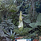 NYBG Corpse Flower Live Feed (Screenshot)