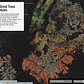 NYC Street Trees by Species