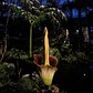The NYBG Corpse Flower Bloom – Time Lapse