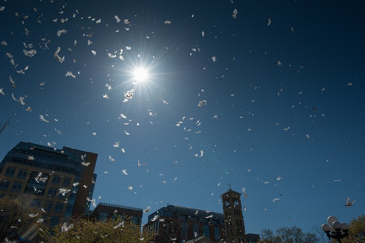 Flyin' Feathers | Feathers fly through the air at the International Pillow Fight Day 2012
@ Washington Park, NYC