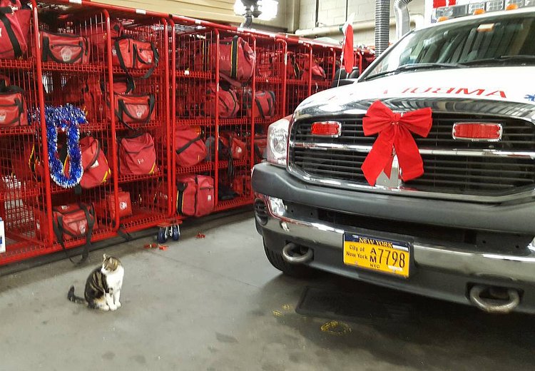This gift-wrapped thing is really big and it doesn't smell like catnip. I hope it's for someone else. #itlookslikeregiftingtome #isthisreallyapresent #notforme  #ithinkithasabellthough #itsthethoughtthatcounts #holidayseason #ambulance #fdnyems #happyholidays #cats #catsofinstagram #meow #kitty #tabby #tabbycats #tabbiesofinstagram