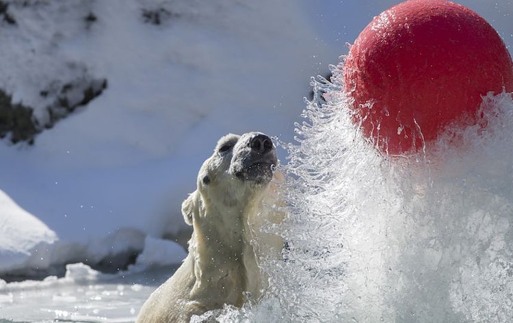 Polar bear playtime