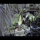 Corpse Flower Cam at NYBG (Live Stream Ended at 10:45 a.m. EST 8/1/16)