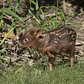 WCS’s Queens Zoo Welcomes Pudu Fawn