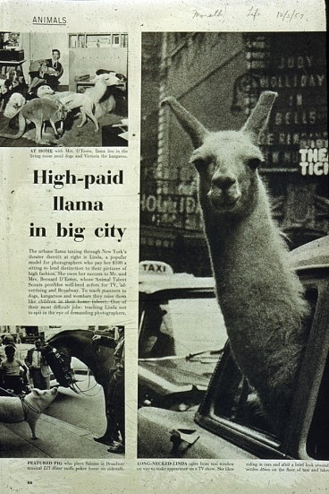 High Paid Llama in Big City, LIFE Magazine, 1957.