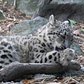 Snow Leopard Cub on Exhibit | Bronx Zoo