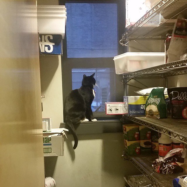 Waiting on the sunny days to come back so I can go meowander 31st street #sunnydays #comeback #donewiththecold #immameowanderer