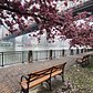 Roosevelt Island, New York
