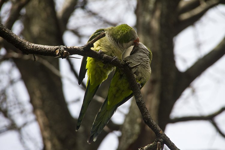 Monk parakeets in Flatbush. The birds have lived in the area since an accident at a nearby airport lead to their release forty years ago.