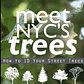Meet NYC's Trees: Silver Linden