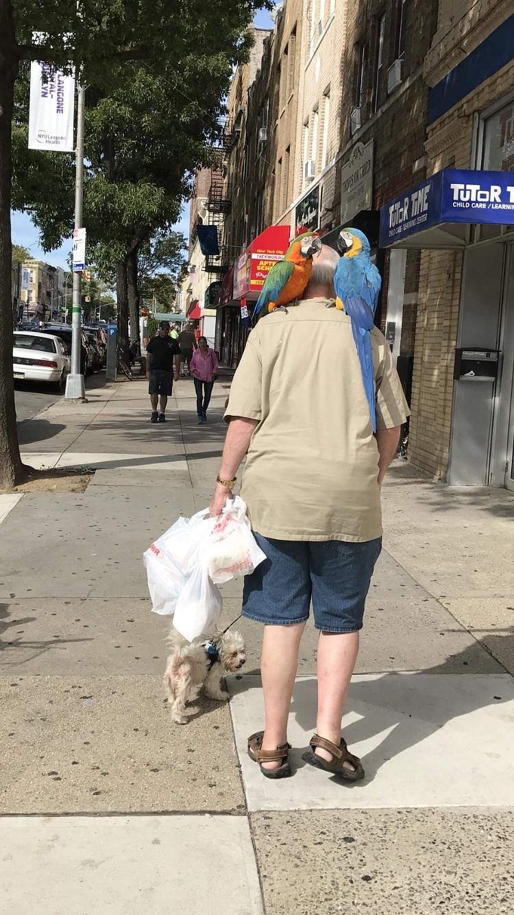 A man walking a dog and two parrots on 3rd Avenue, Bay Ridge, Brooklyn.