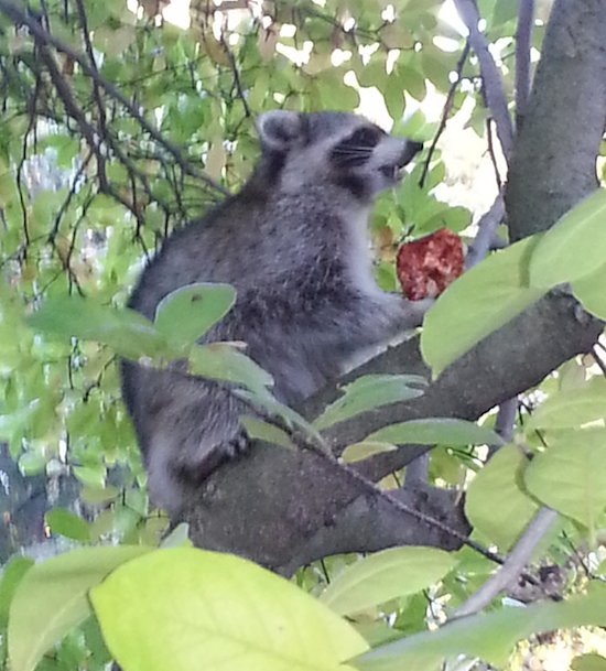 Pizza Raccoon