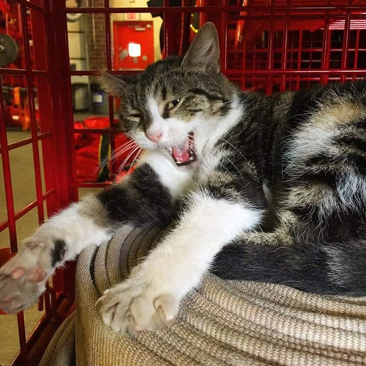 Look how ferocious I am! And I'm just yawning. I'm intimidating even when I sleep. #ferociouskitty #ferociousyawning #sleepingcat #sleep #yawning#ferocious #naps #catnap #kitty #cats #catsofinstagram #tabbiesofinstagram #stationcat #workingcats #workingcatsnyc #fdny #fdnyems #ems