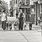 Dog Walkers, NYC