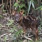 WCS’s Queens Zoo Welcomes Pudu Fawn