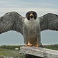 Peregrine Falcon Banding 2016