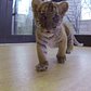 Bronx Zoo Malayan Tiger Cubs