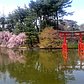 Cherry clouds | Sakura tree and a Japanese red "torii" or a Shinto shrine gate.In Japan, cherry blossoms symbolize clouds due to their nature of blooming "en masse".