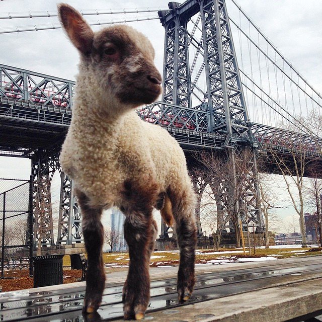 Smokey : Lamb in the City #smokeyDalamb #farmtotable #farmtocity #baa #bae #bey #beyonce #bowdownbitches #illuminati