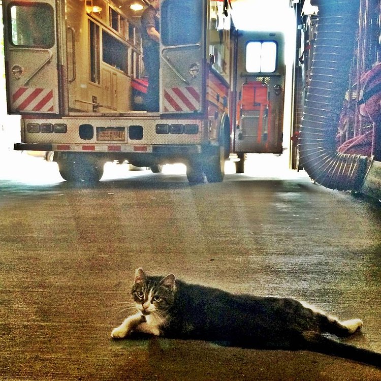 Thanks to @kellakazoo for making me a pop art celebrity as well. #art #catart #ambulance #rescuer #stationcat #nyc #savealife #catsinnewyorkcity #catsatworknyc #brooklyncats #artshots #kitty