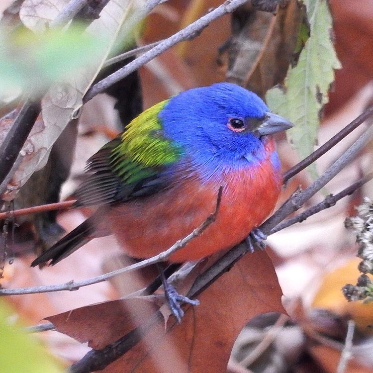 Prospect Park's current celebrity is even more stunning in real life than all his pictures.