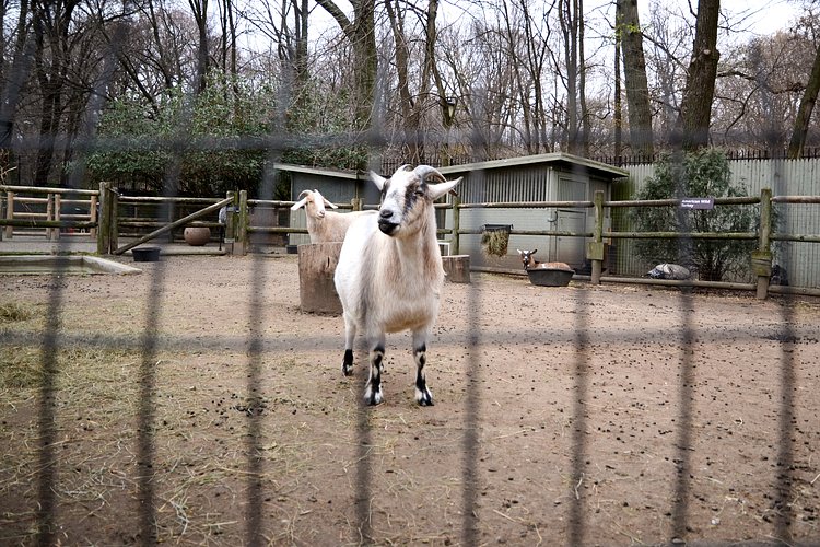 Prospect Park Zoo