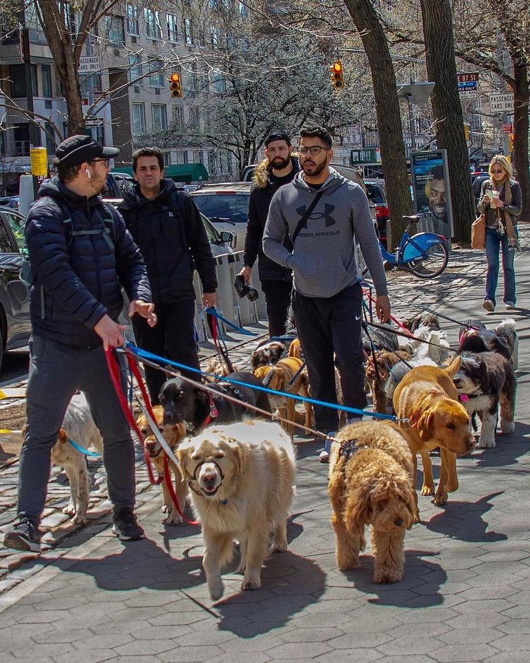 Dog Walkers, Upper East Side, Manhattan