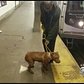 Dog Survives Ordeal On 'L' Subway Line Tracks In Brooklyn