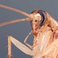 Cockroach (Barata) | Empilhamento de foco de uma barata doméstica medindo aproximadamente 2cm. Essa foto é resultado do empilhamento de 42 exposições combinadas pelo programa Combine ZP.
