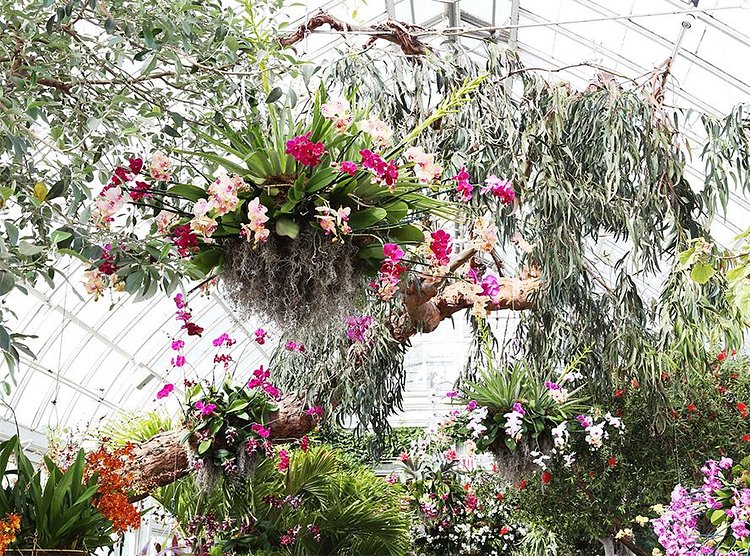 This is one of the hanging orchid arrangements that gives the exhibition its Chandeliers name.