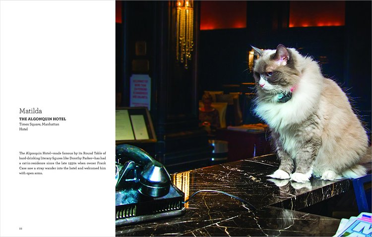 Shop Cats of New York